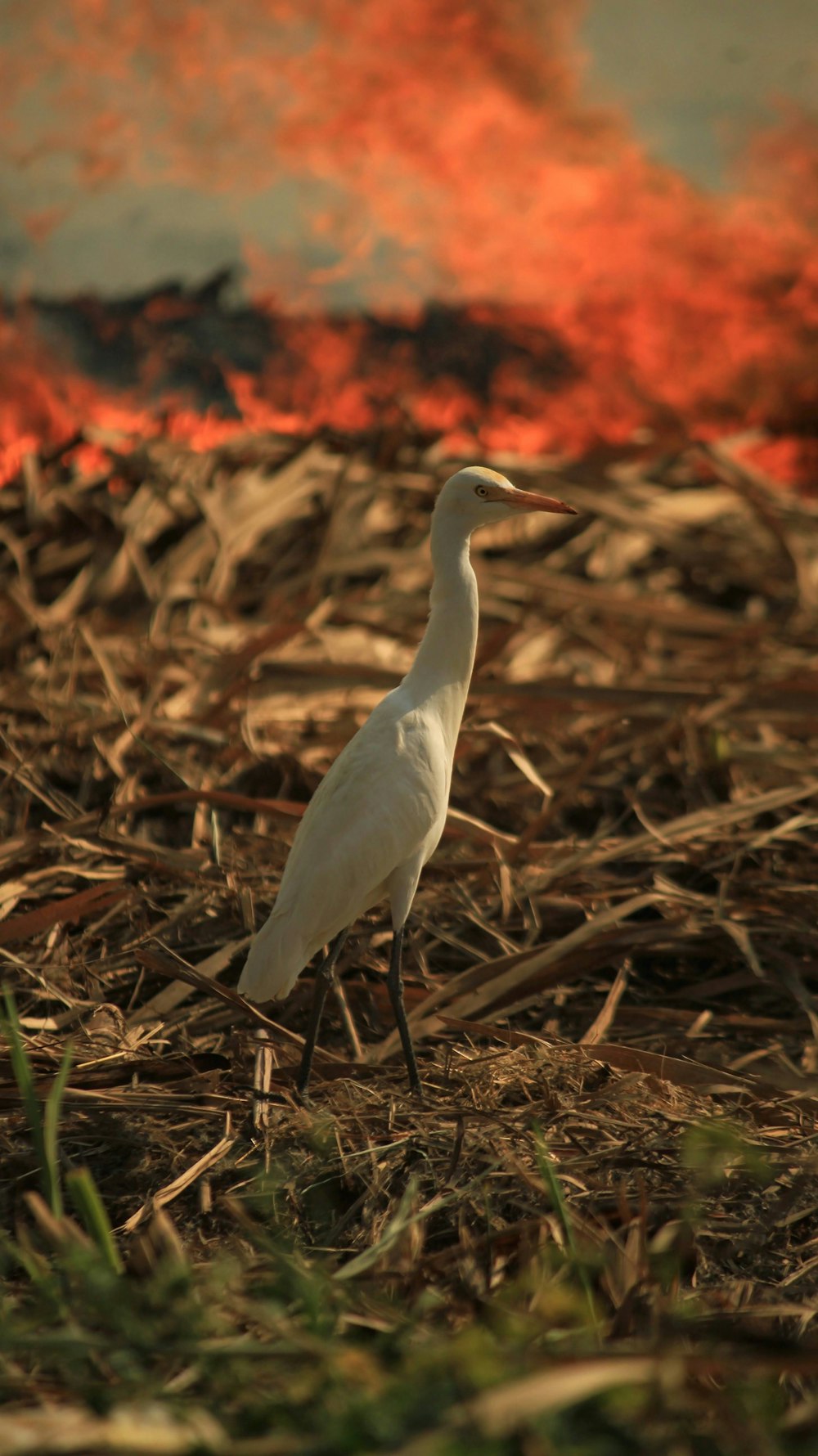 a white bird standing on top of a dry grass field