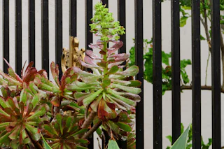 Black metal privacy fence by Young Bros