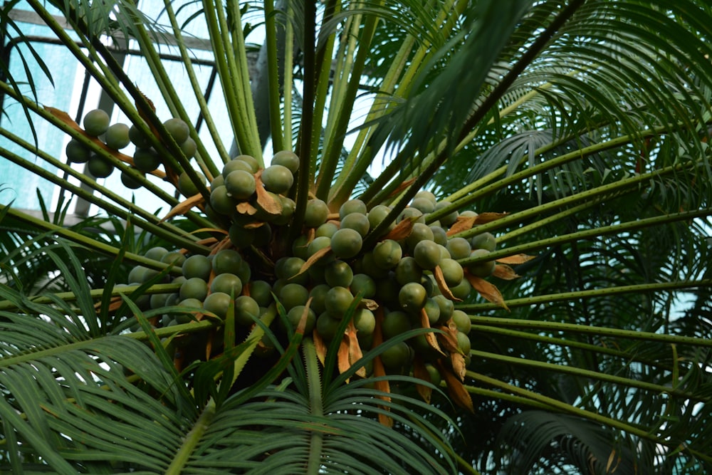 a bunch of fruit hanging from a palm tree