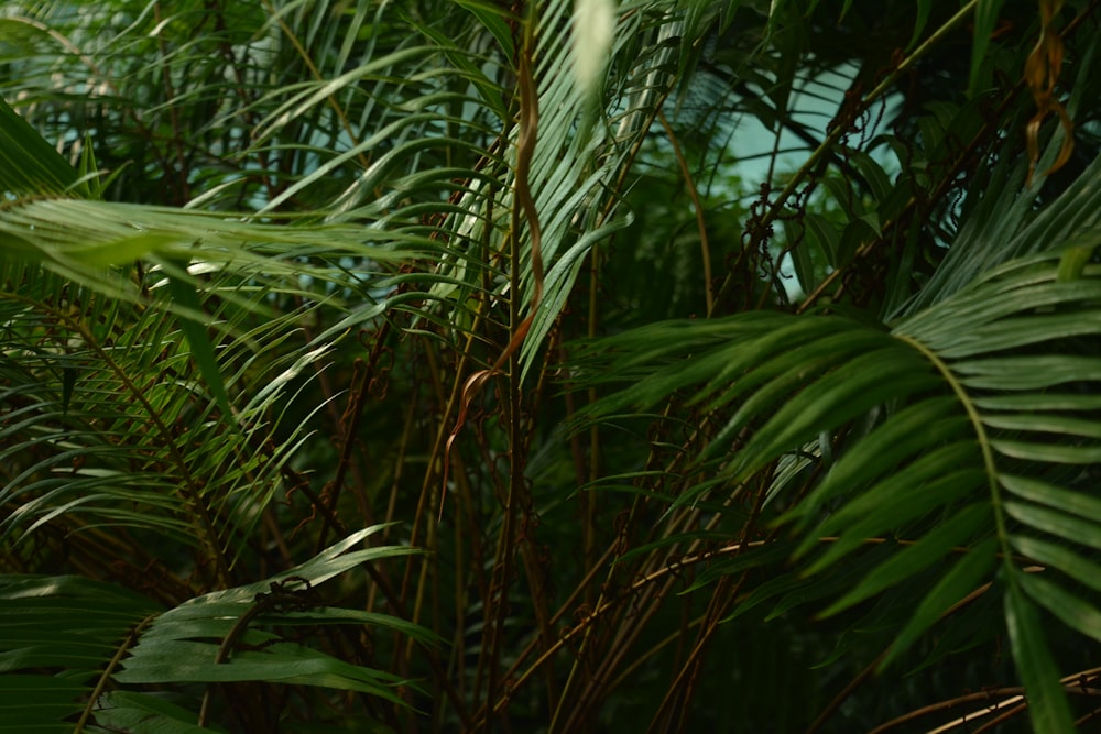 a close up of a palm tree with lots of leaves