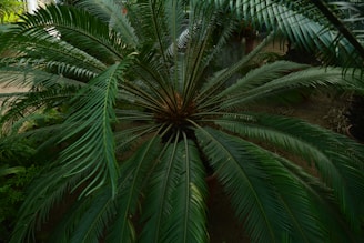 A large green plant with long, arching fronds radiating from a central point. The leaves are narrow and feathery, giving the plant a lush, tropical appearance. It is situated in a garden setting with soil visible beneath the plant.