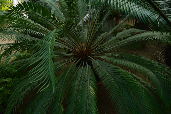 A large green plant with long, arching fronds radiating from a central point. The leaves are narrow and feathery, giving the plant a lush, tropical appearance. It is situated in a garden setting with soil visible beneath the plant.