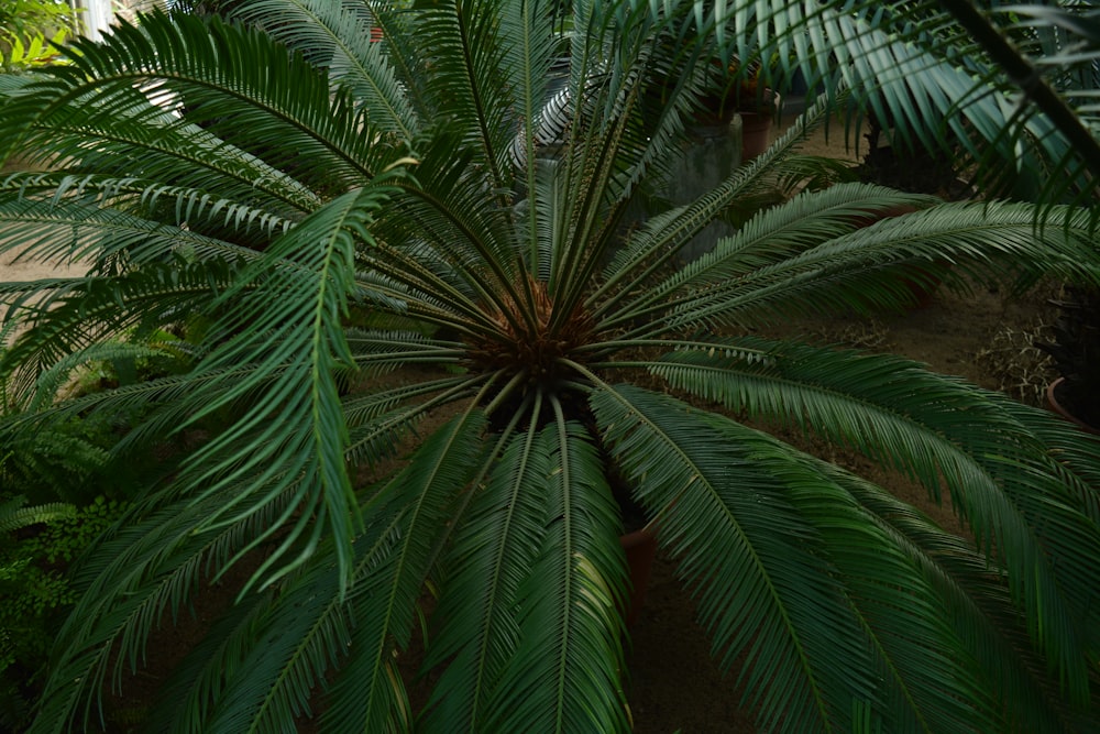 Eine Palme in einem Gewächshaus mit vielen grünen Blättern