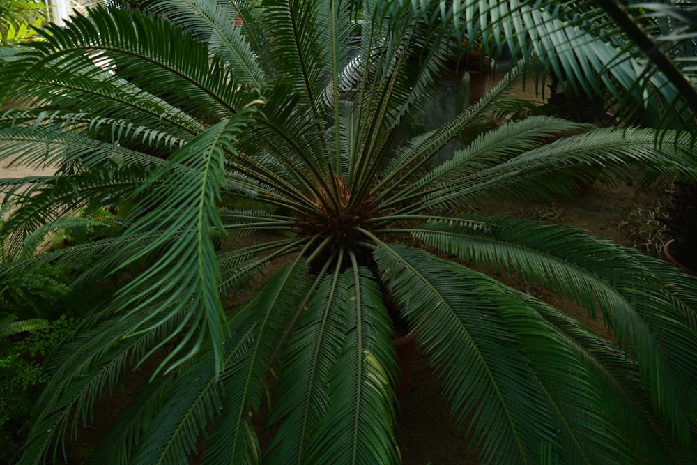 a palm tree in a greenhouse with lots of green leaves