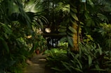 A lush tropical garden with dense foliage and a variety of green plants. A narrow stone path leads through the vegetation towards a small reflective pond. Sunlight filters through the leaves, creating dappled patterns of light and shadow. A few potted plants are placed strategically among the natural greenery.