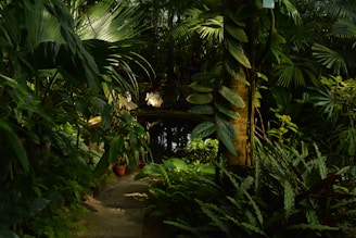 A lush tropical garden with dense foliage and a variety of green plants. A narrow stone path leads through the vegetation towards a small reflective pond. Sunlight filters through the leaves, creating dappled patterns of light and shadow. A few potted plants are placed strategically among the natural greenery.