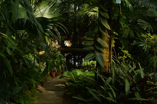A lush tropical garden with dense foliage and a variety of green plants. A narrow stone path leads through the vegetation towards a small reflective pond. Sunlight filters through the leaves, creating dappled patterns of light and shadow. A few potted plants are placed strategically among the natural greenery.
