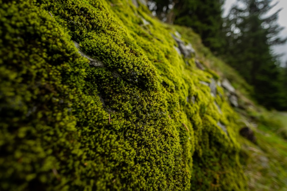 a moss covered wall with trees in the background