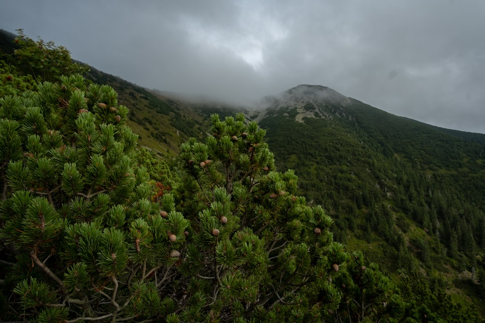 a view of a mountain with trees and clouds