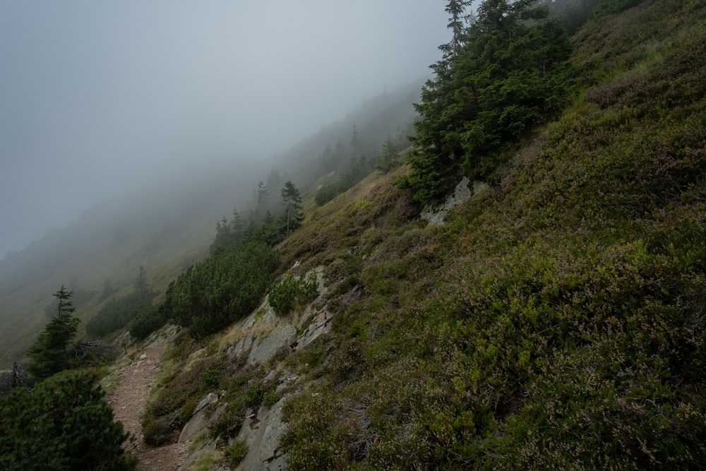 a foggy hillside with trees on the side of it