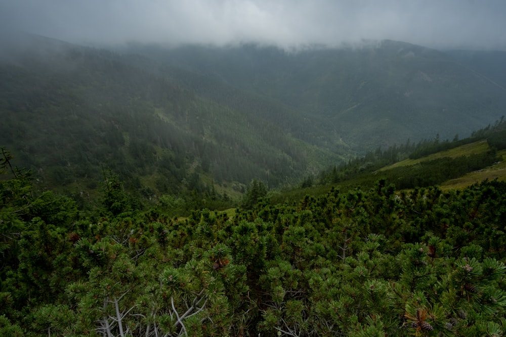 a forest filled with lots of green trees under a cloudy sky