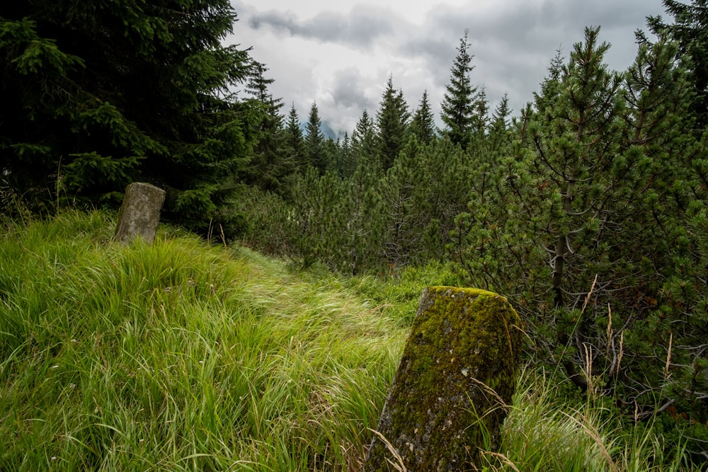 a grassy path in the middle of a forest