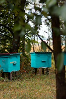 Beehives nestled among green shrubs and wildflowers in the serene Axarquía countryside at dusk.