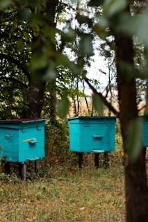 Sunlight filtering through trees onto a row of traditional wooden beehives in a meadow.