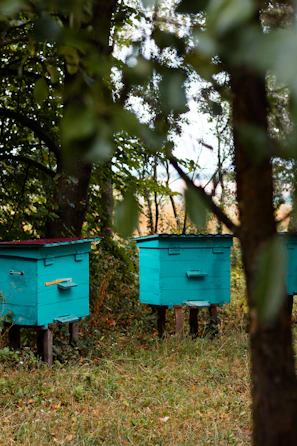 Beehives nestled among green shrubs and wildflowers in the serene Axarquía countryside at dusk.