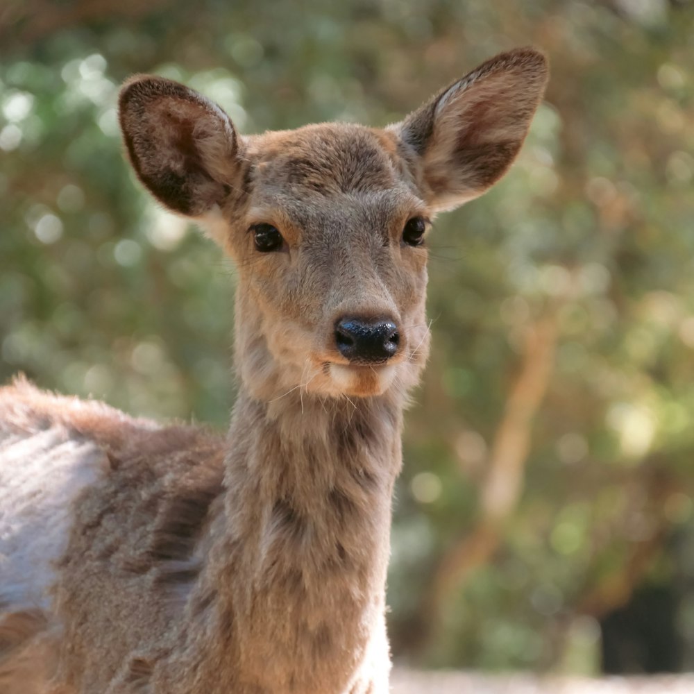 a young deer is looking at the camera