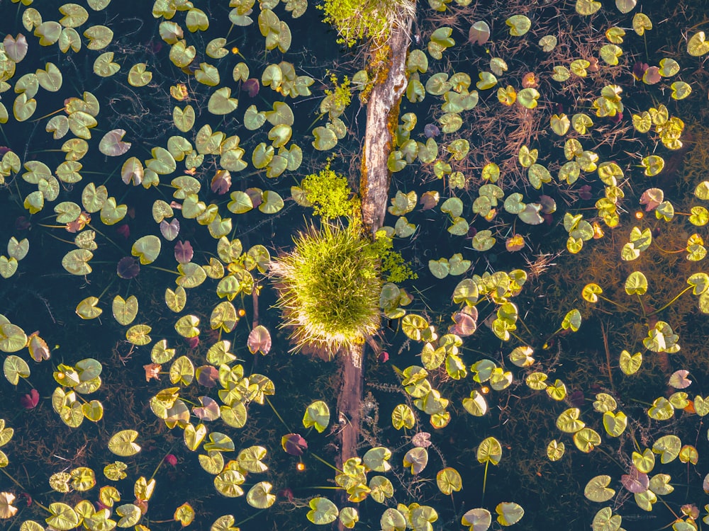 a pond filled with lots of water lilies