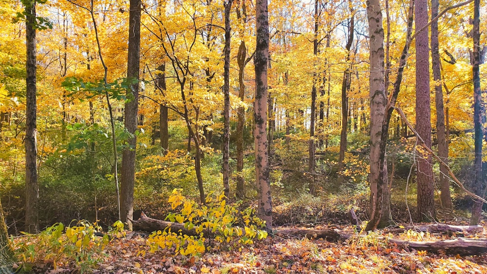 Una foresta piena di molti alberi e foglie gialle