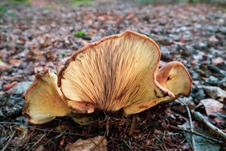 A close-up view of a large mushroom with distinct, wavy gills and a rich brown color. The mushroom is surrounded by a forest floor covered in leaves, twigs, and small plants, giving it a natural, earthy background.