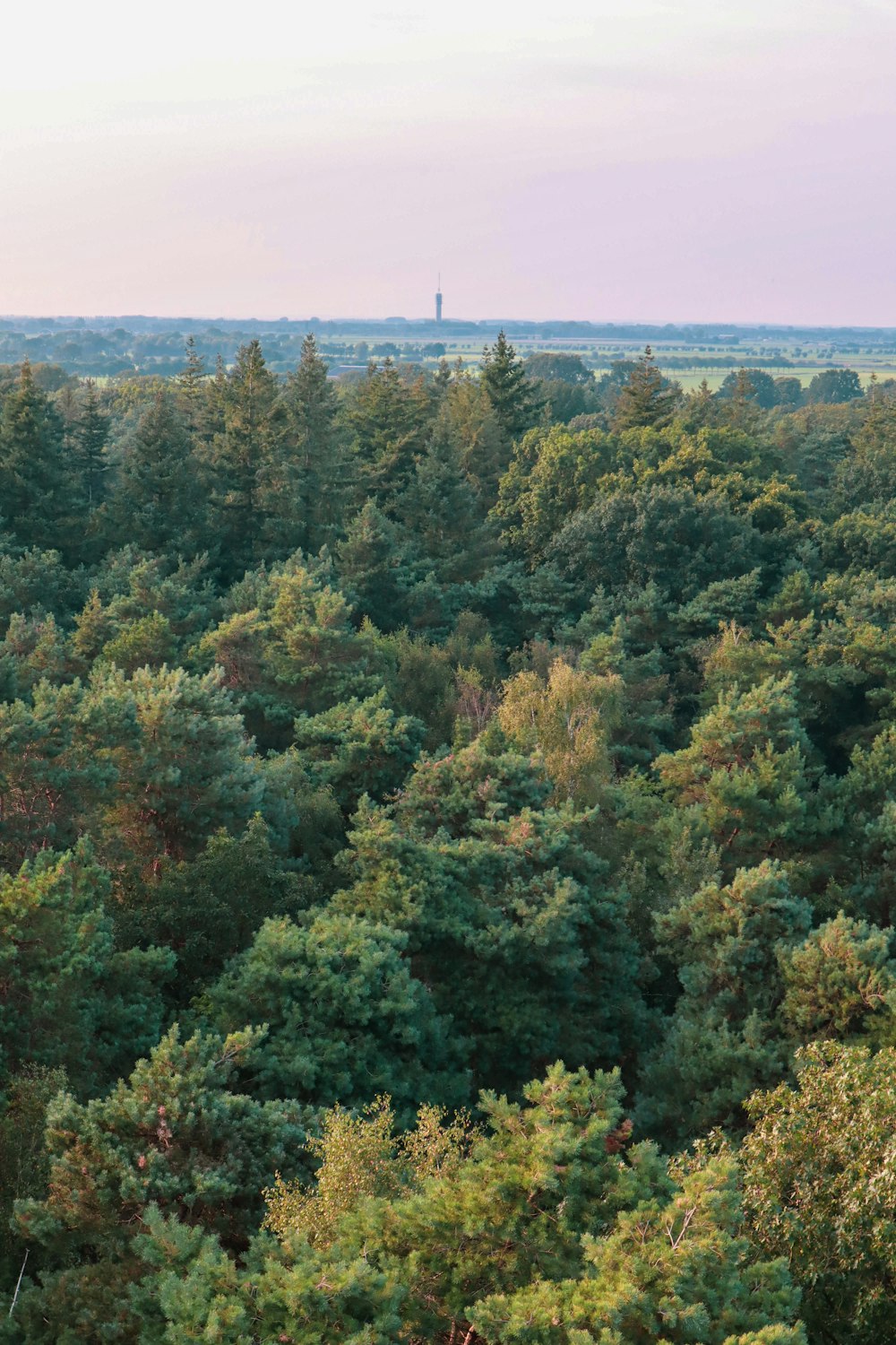 a forest filled with lots of green trees