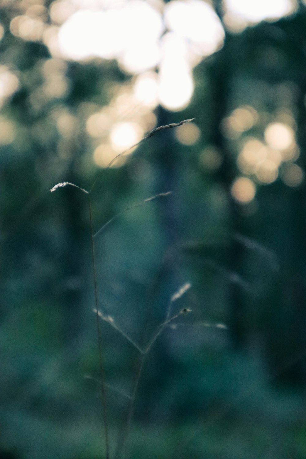 a blurry photo of a plant in a forest