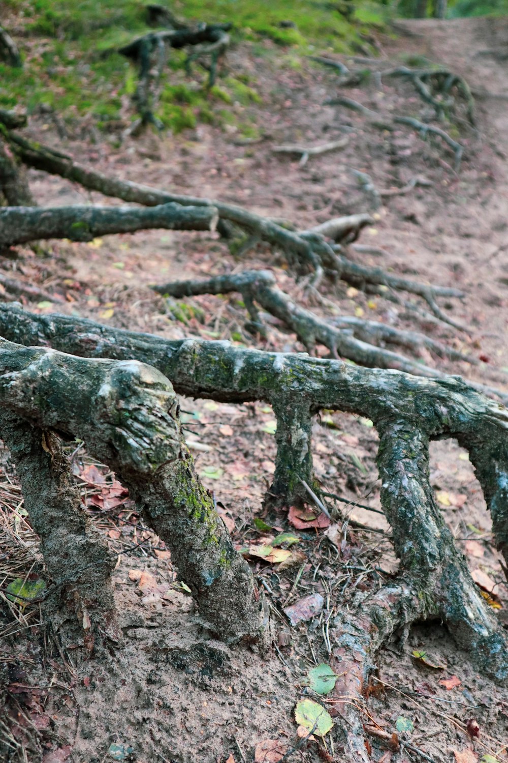 Un ramo d'albero che giace a terra