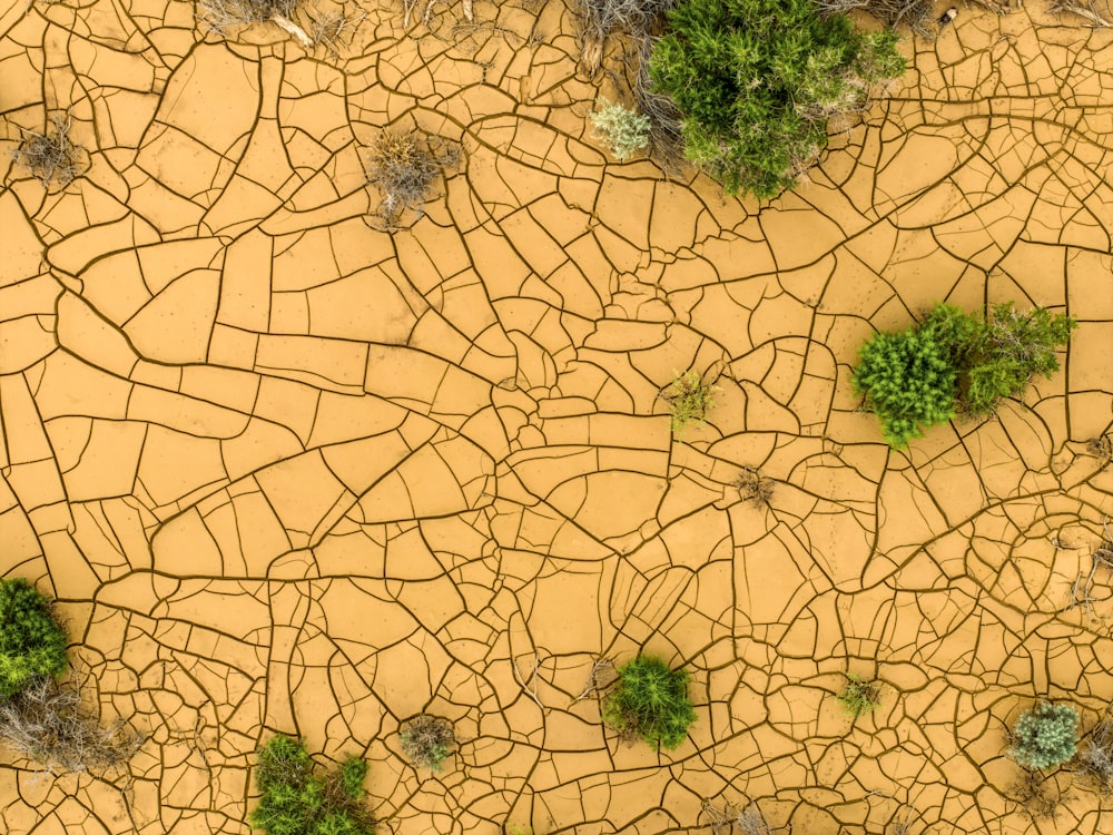 une image d’une surface fissurée avec des plantes poussant dessus