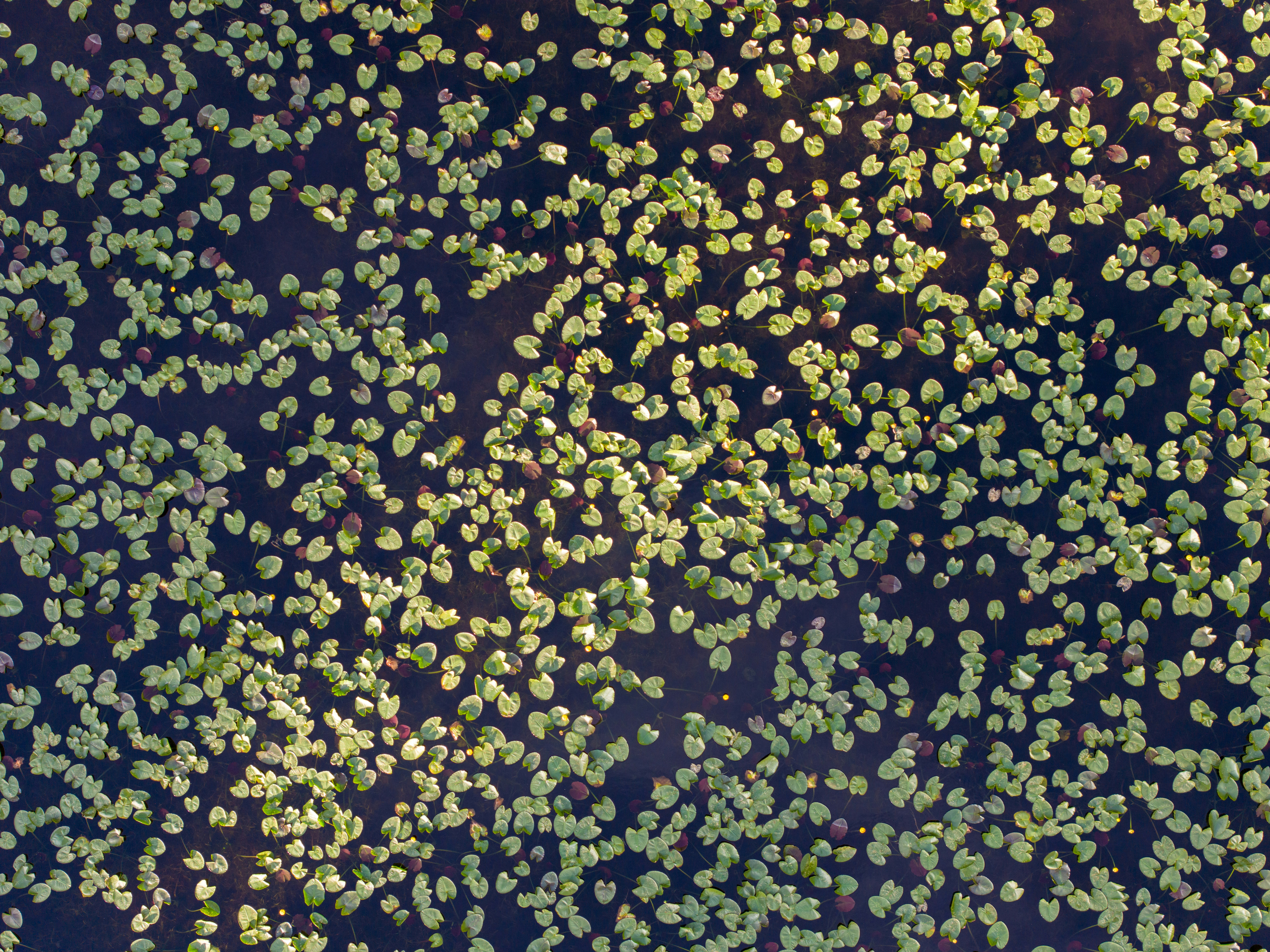 a group of plants floating on top of a body of water
