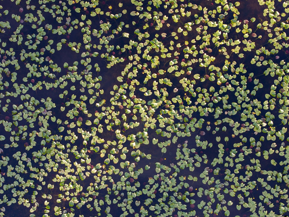 a group of plants floating on top of a body of water