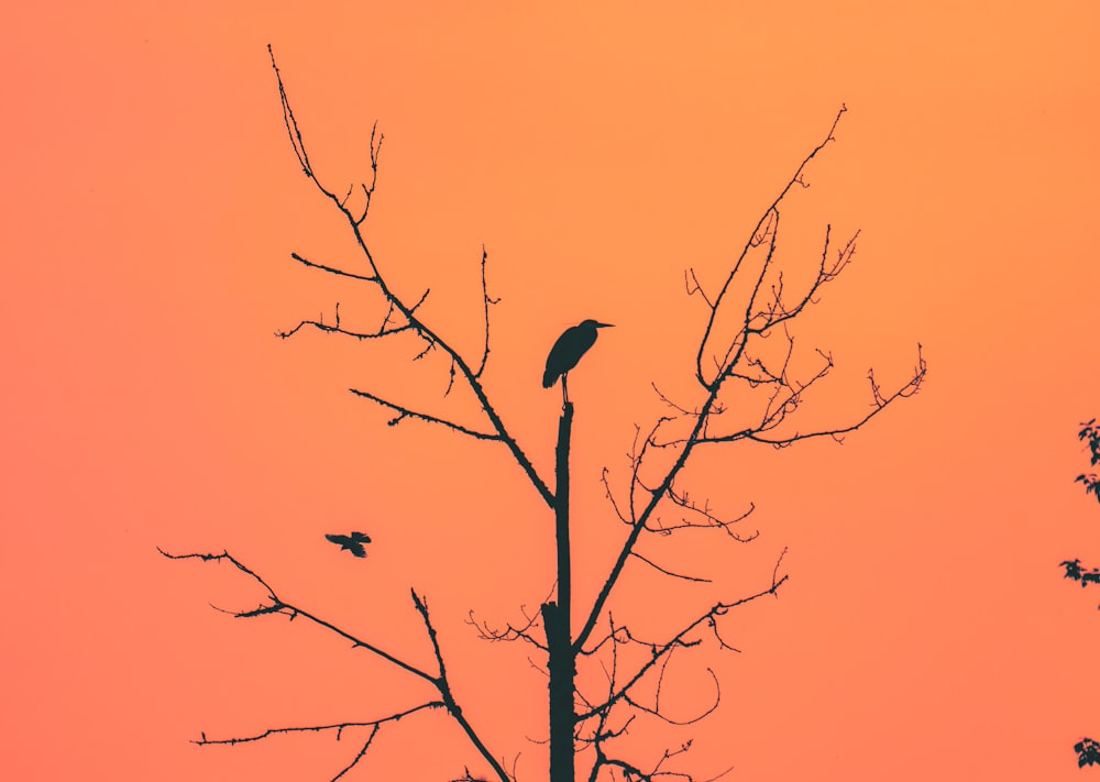 a bird sitting on top of a tree branch