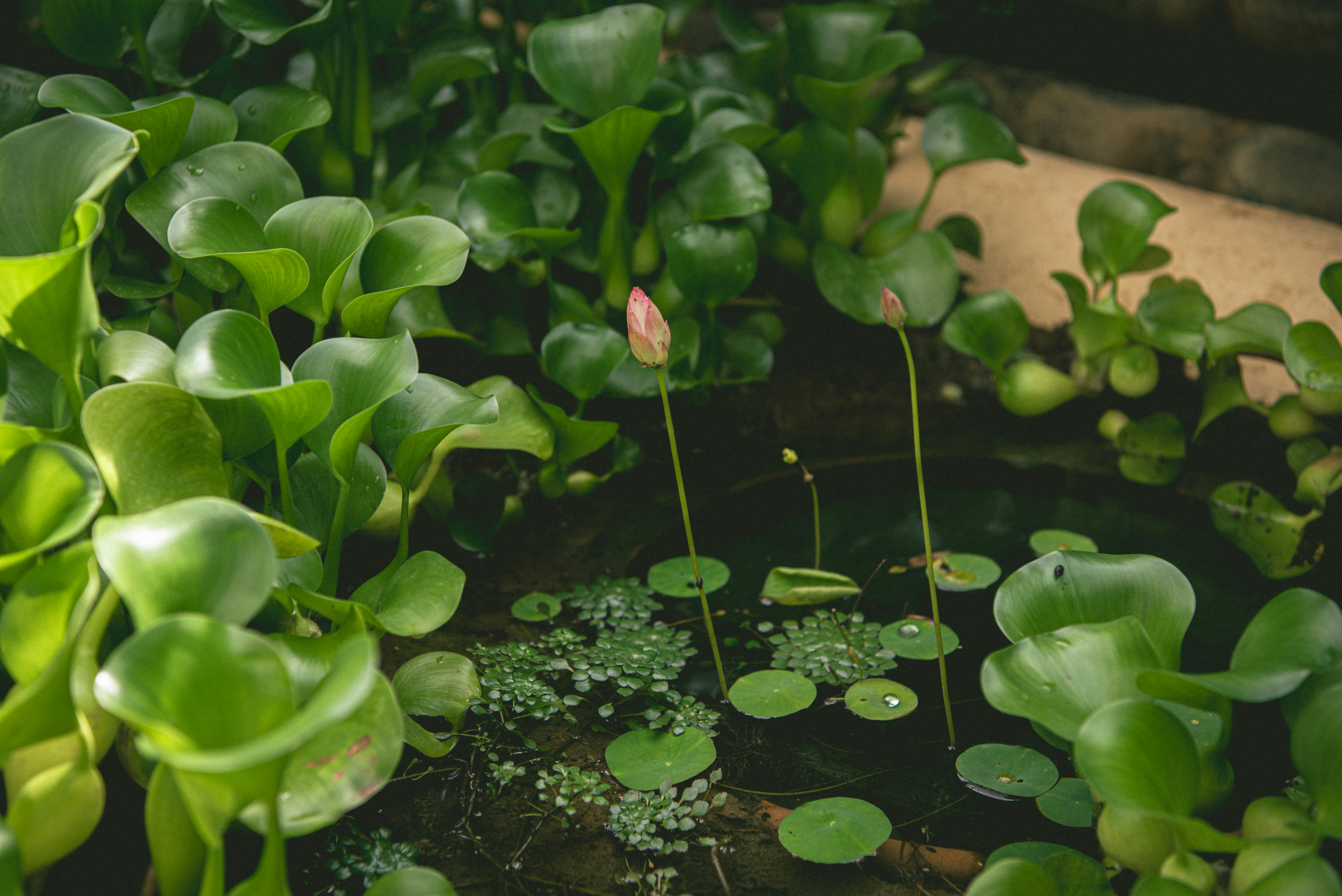 ein Haufen Pflanzen, die sich in etwas Wasser befinden