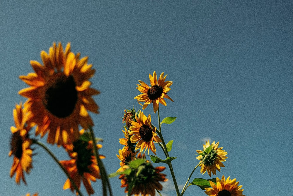 a bunch of sunflowers that are in a vase