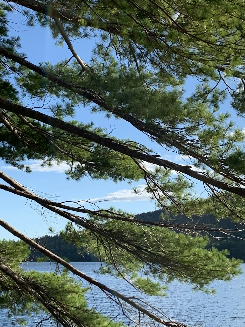 a view of a lake through the branches of a tree
