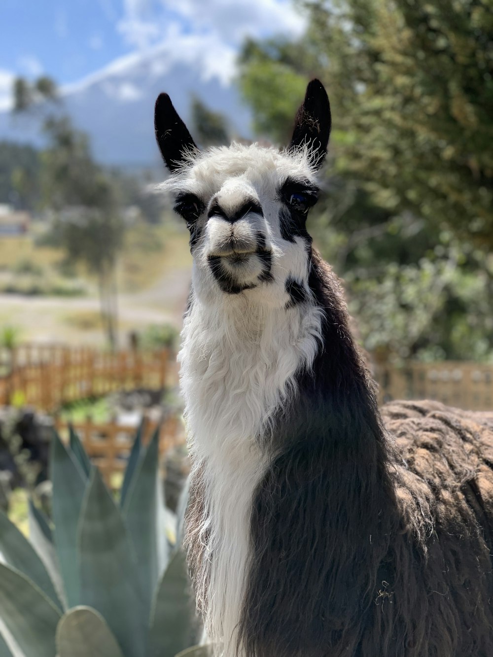 a close up of a llama near a plant