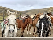Several horses are standing in a fenced area, some with saddles and harnesses on. The horses display various colors such as white, brown, and black. The background features a rural landscape with gentle hills under a cloudy sky.