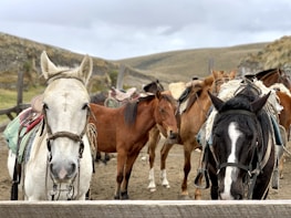 Several horses are standing in a fenced area, some with saddles and harnesses on. The horses display various colors such as white, brown, and black. The background features a rural landscape with gentle hills under a cloudy sky.