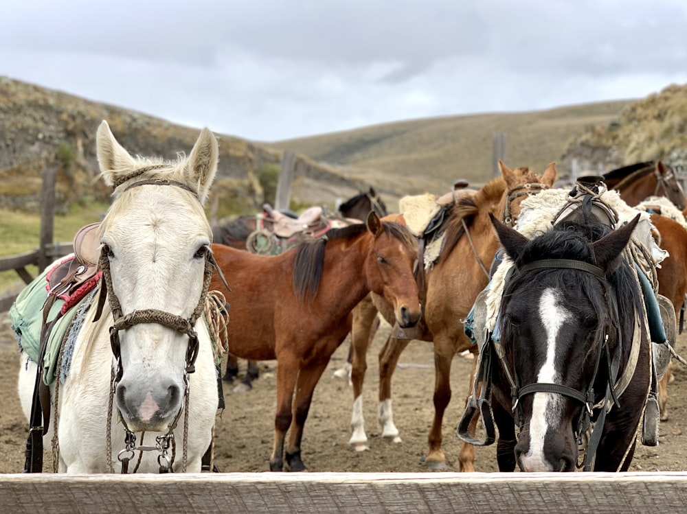 a group of horses standing next to each other