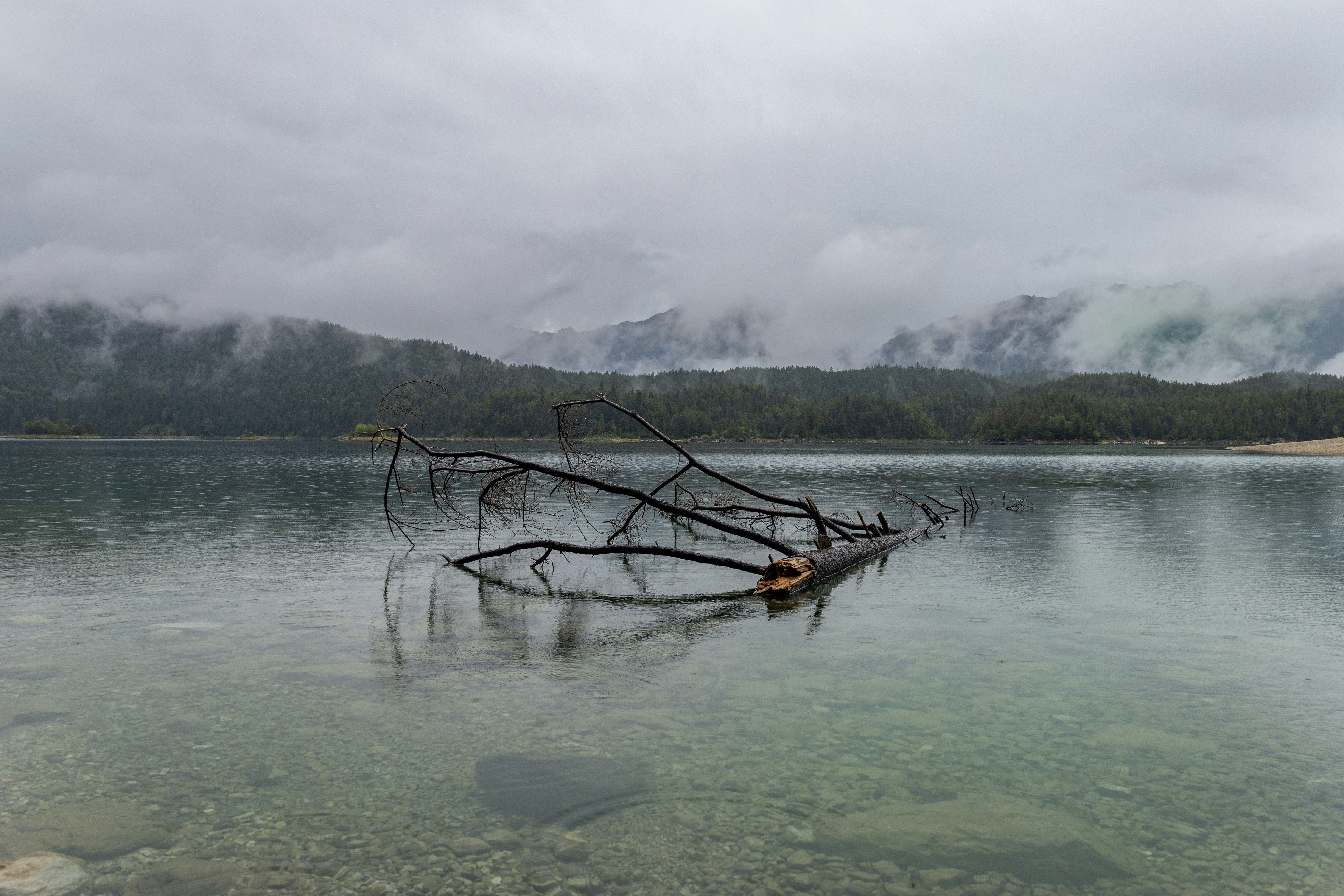 a dead tree in the middle of a lake