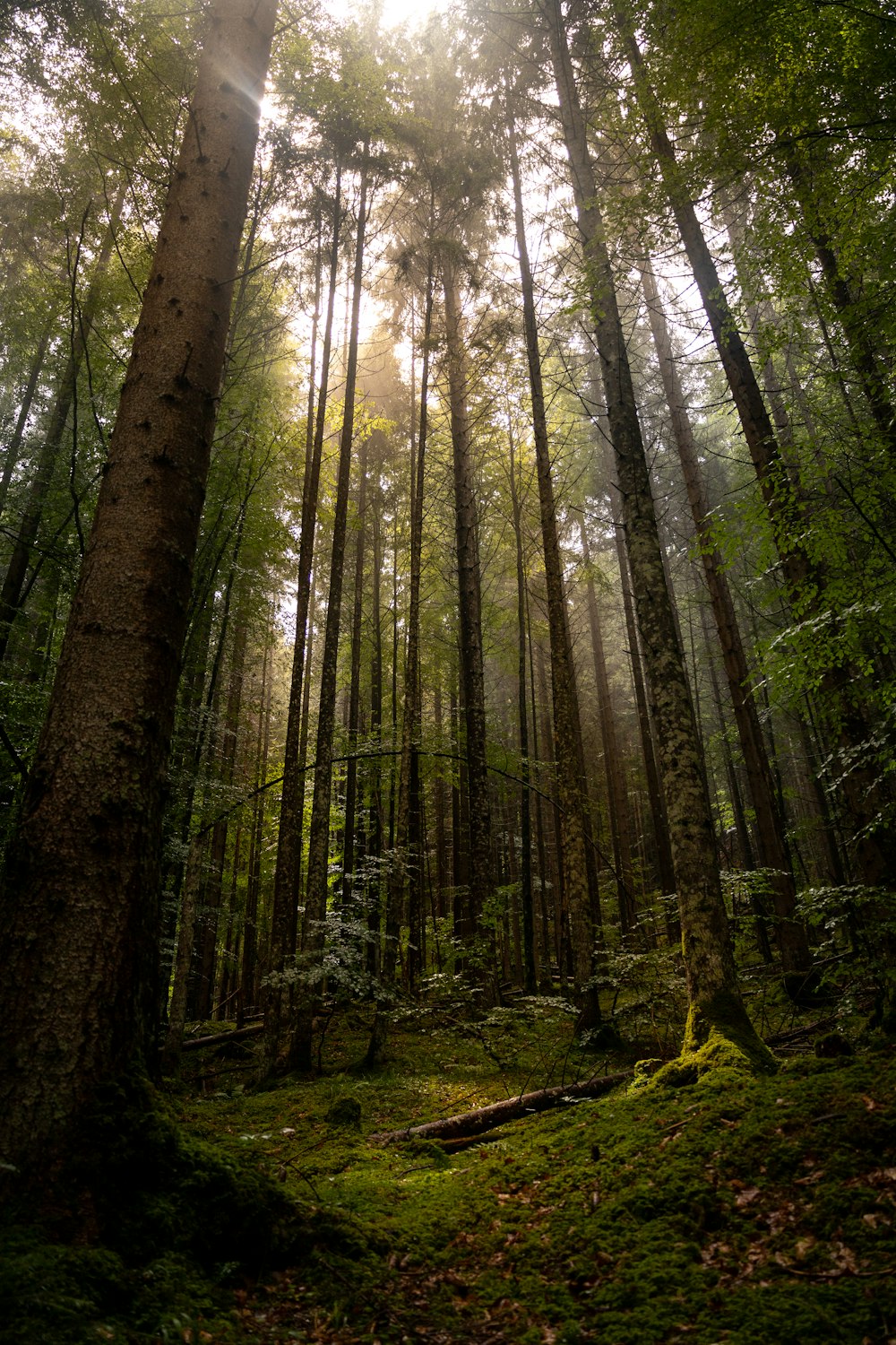 a forest filled with lots of tall trees