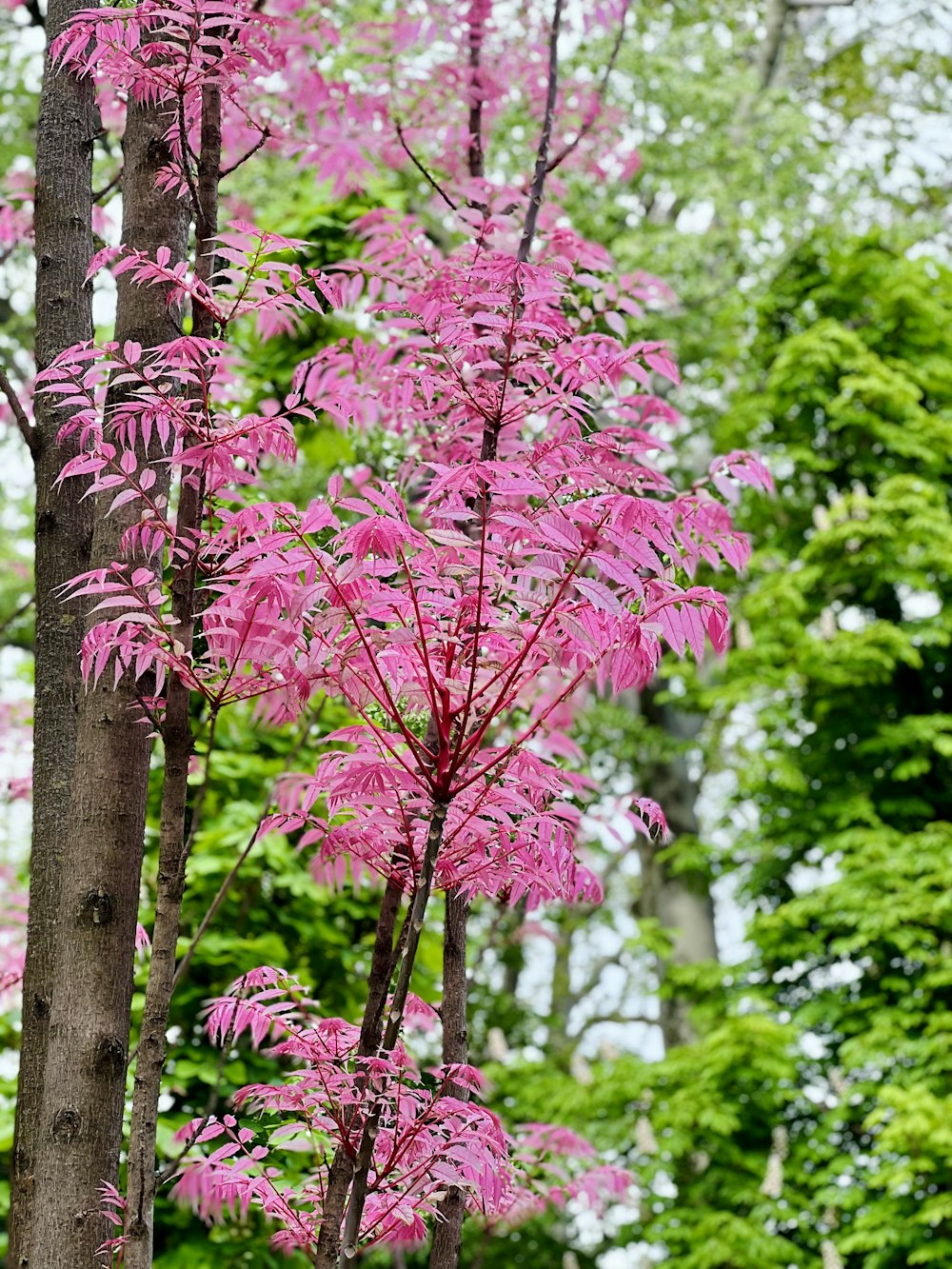 森の中のピンクの花を持つ木