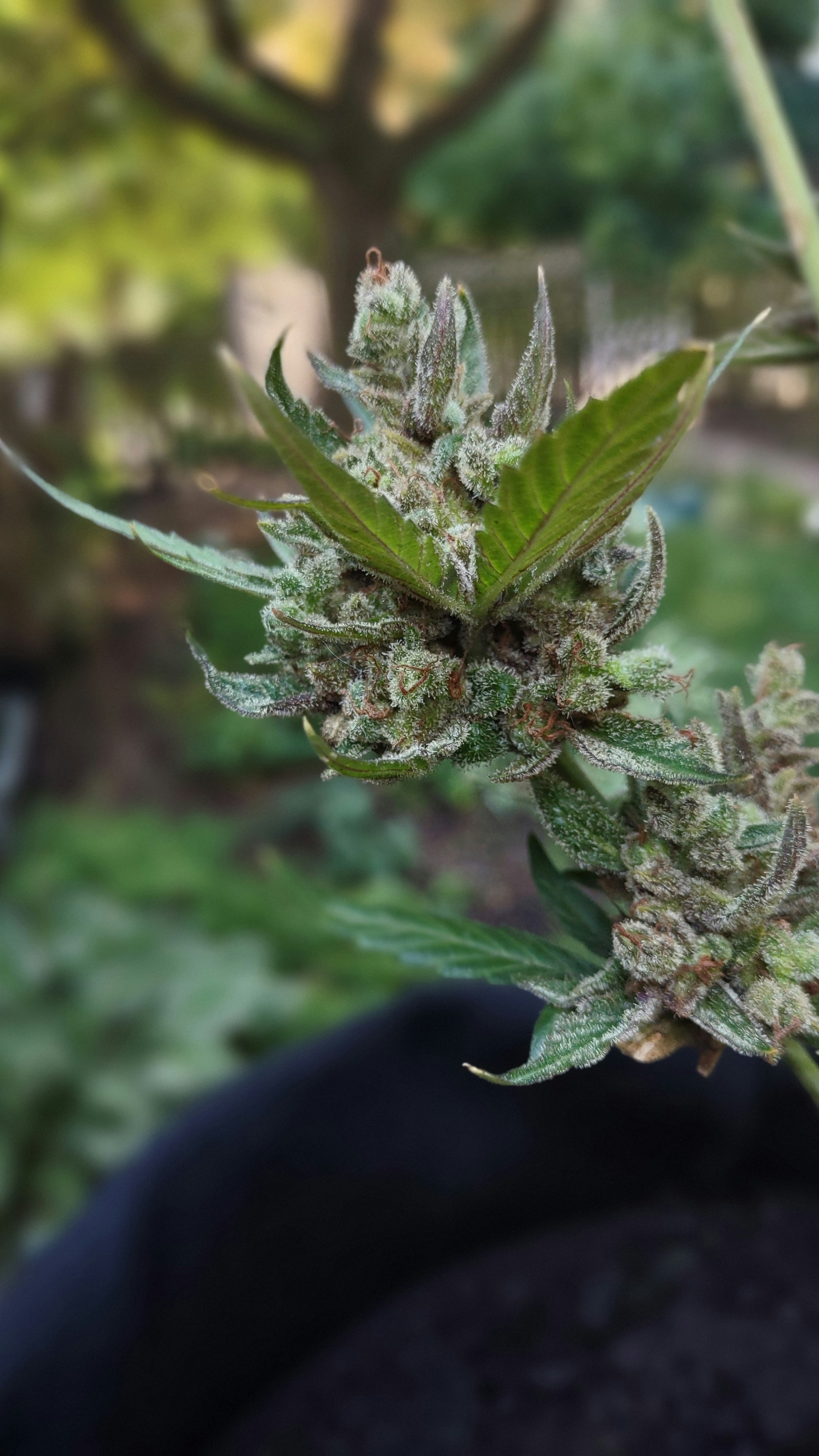 a close up of a plant in a pot