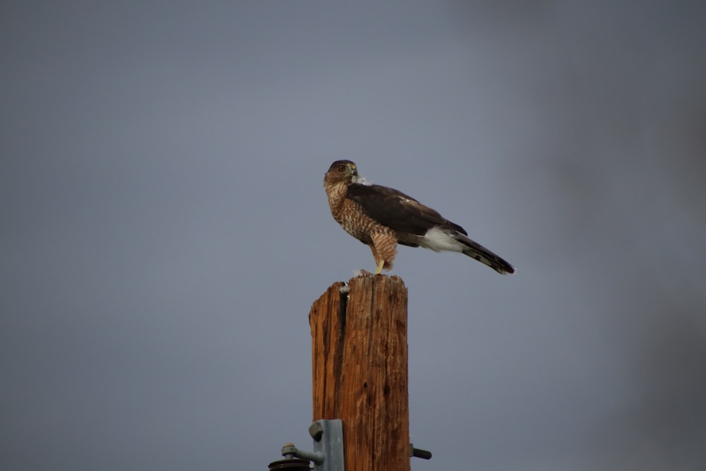 a bird sitting on top of a wooden post