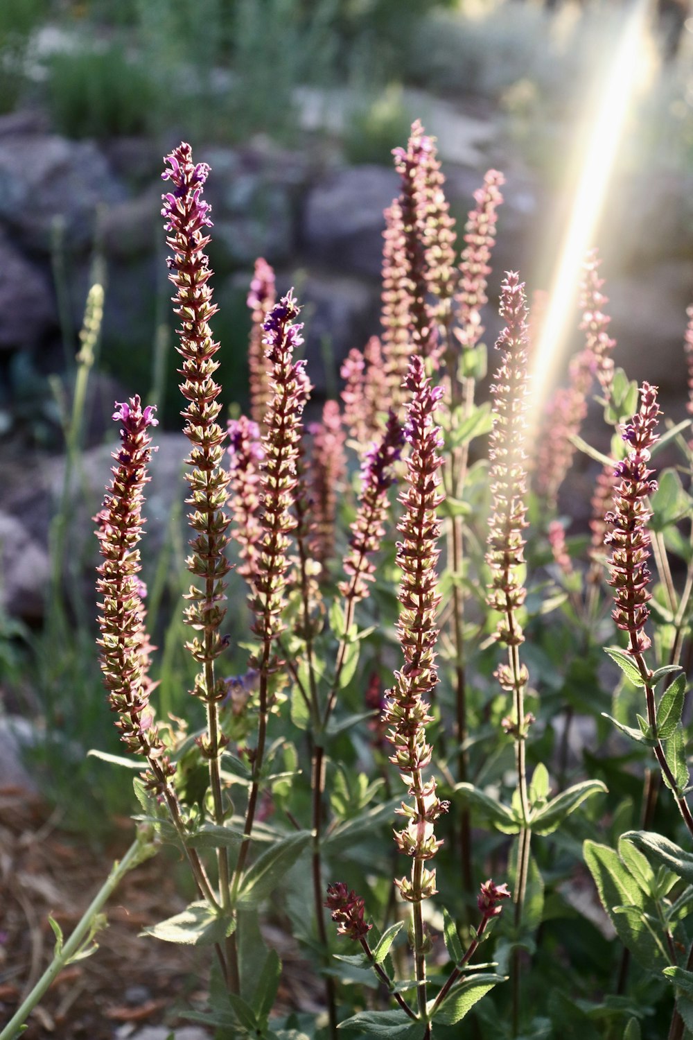 a close up of a bunch of flowers in a field