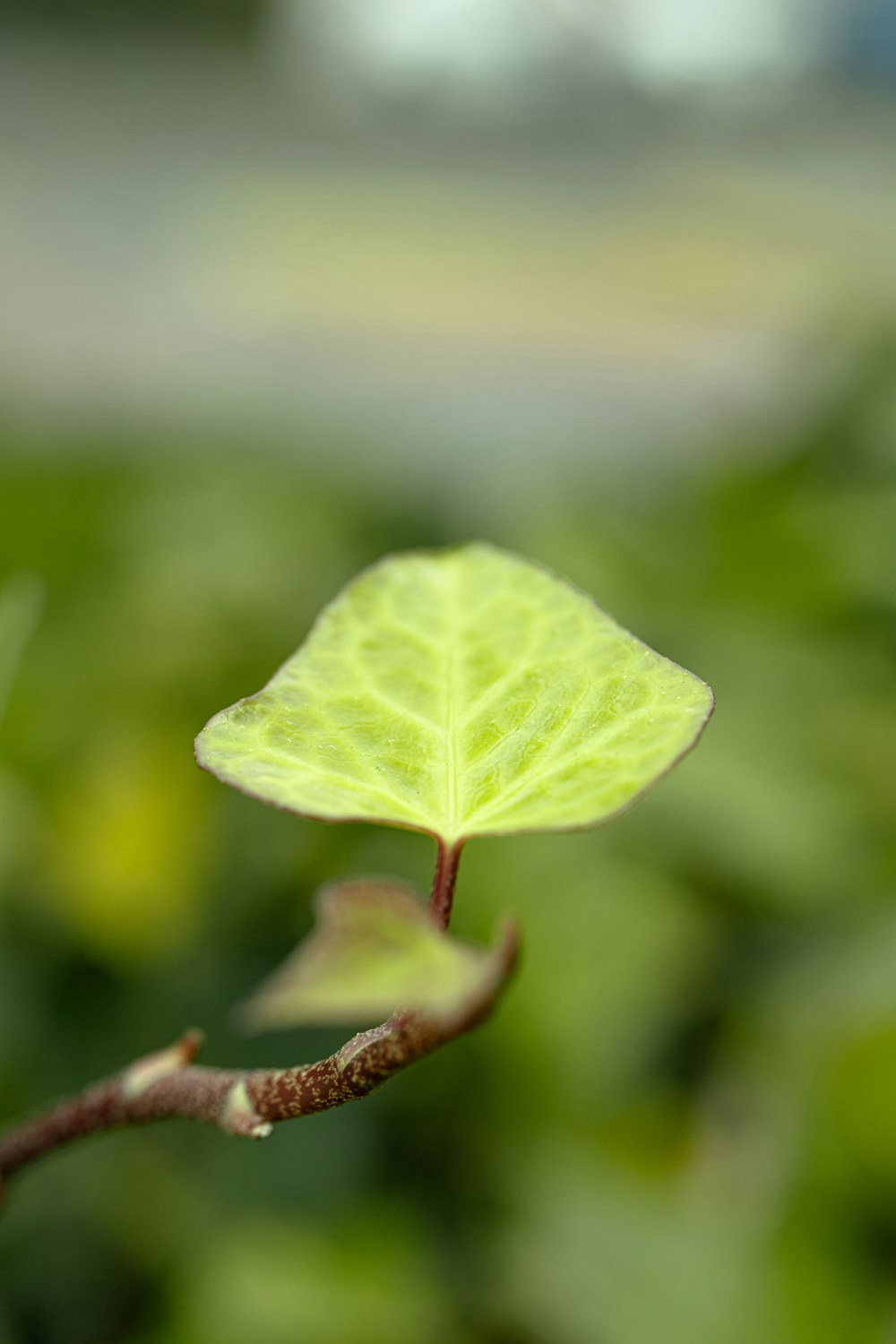 a small green leaf on a tree branch