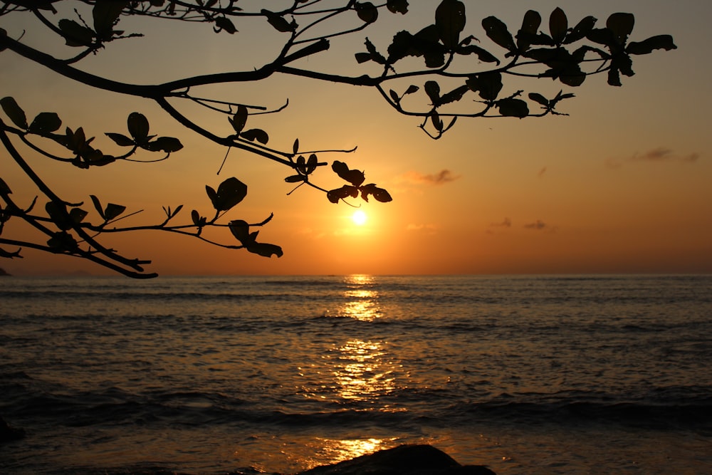 the sun is setting over the ocean with a tree branch in the foreground
