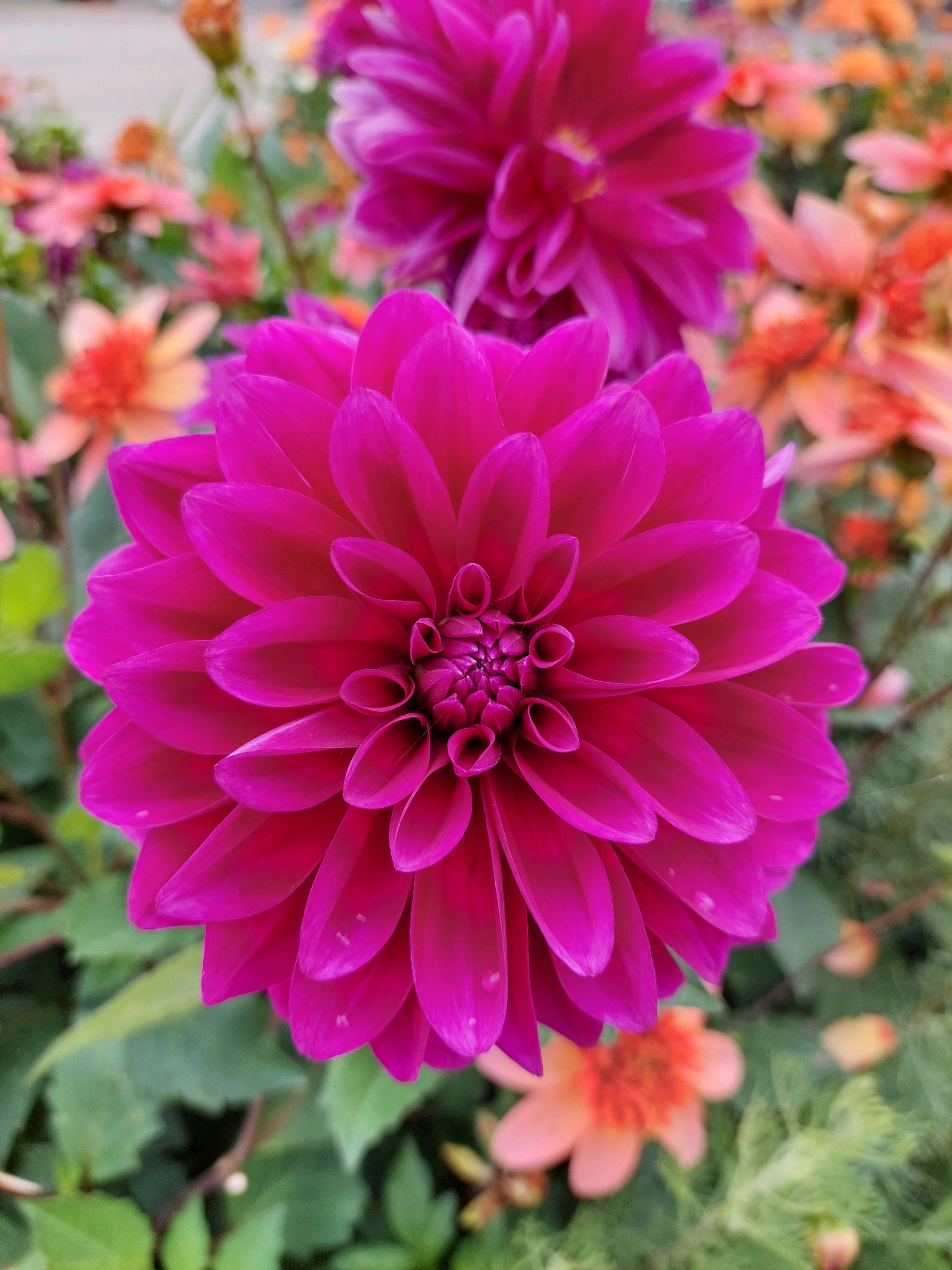 Photo by desislava_ivanova