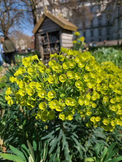 a close up of a yellow flower in a garden