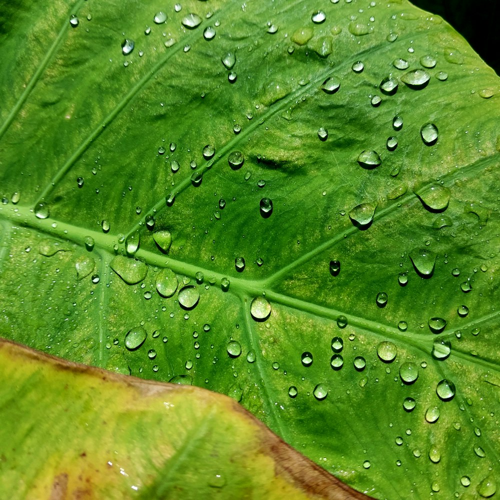 a large green leaf with water droplets on it