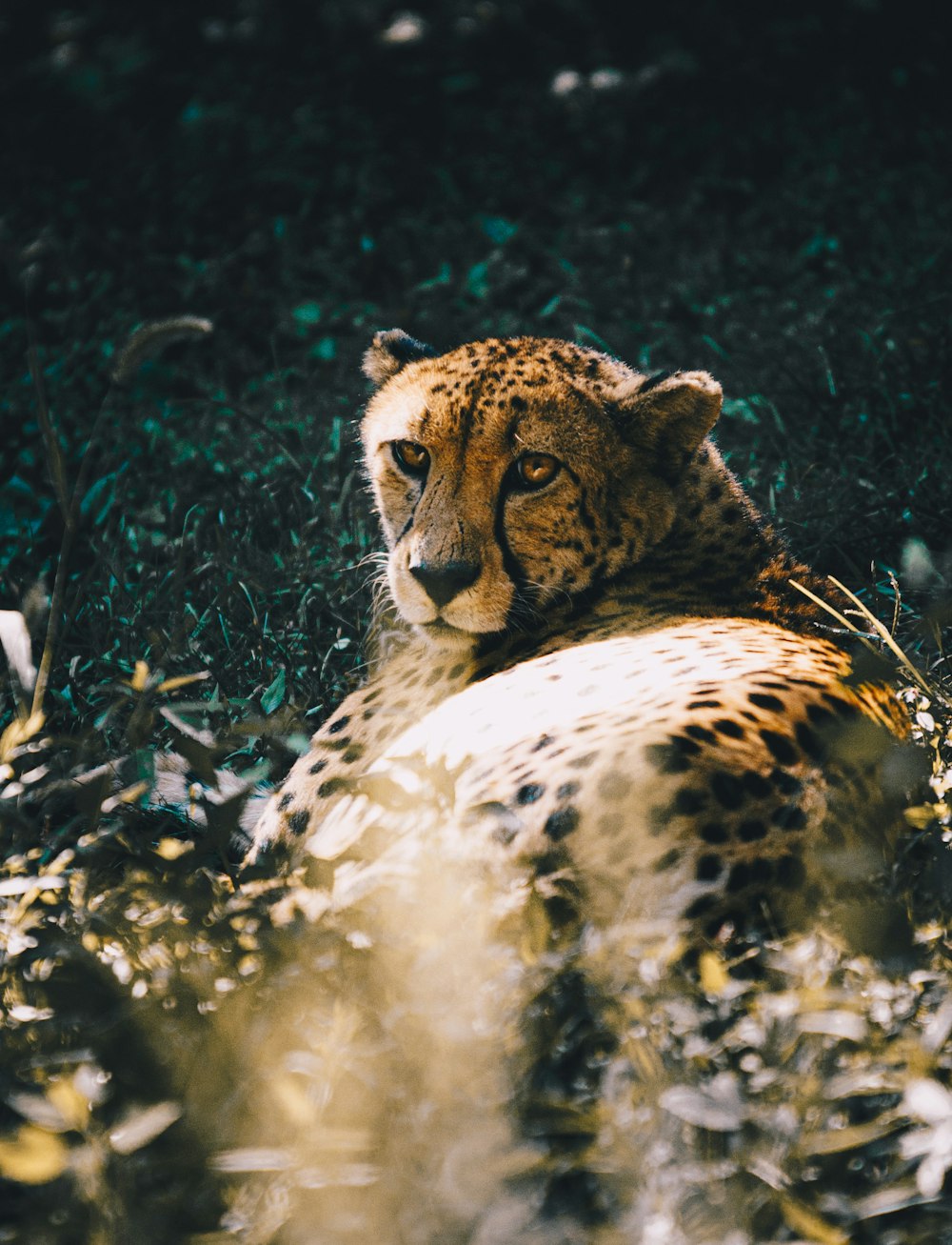 a cheetah laying down in the grass