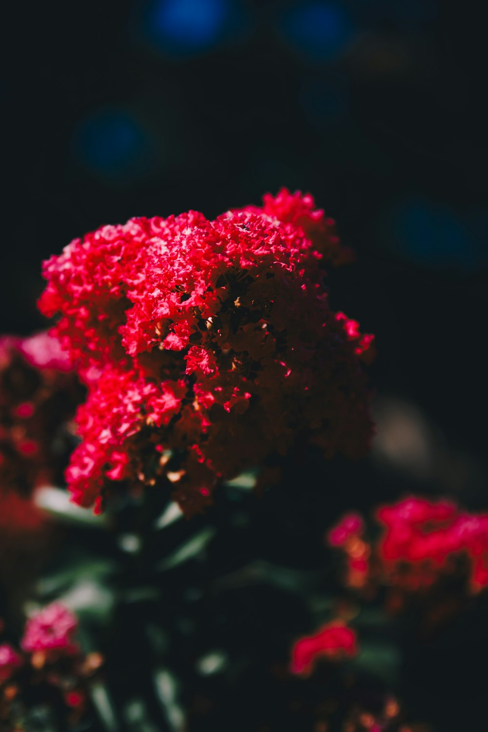 a close up of a bunch of red flowers